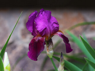 Beautiful purple lilac iris flower growing close-up.