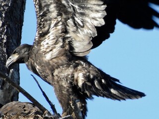 Bald eagles