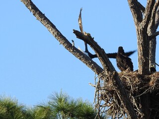 Bald eagles