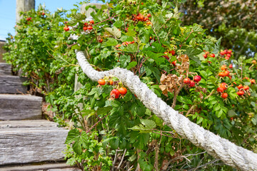 Bush of wild rose near wooden steps and rope deck railing
