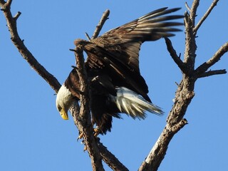Bald eagles