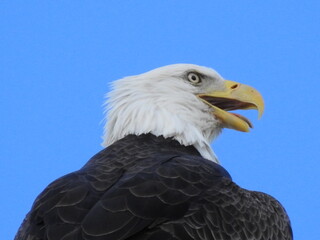 Bald Eagle in Florida
