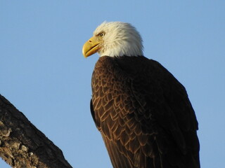 Bald Eagle in Florida