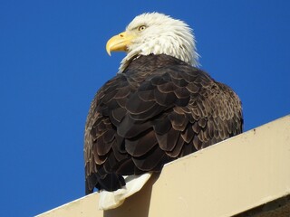 Bald Eagle in Florida