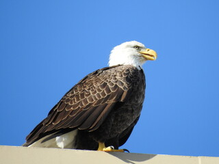 Bald Eagle in Florida