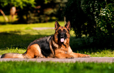 dog breed german shepherd lies in the park