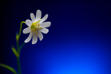 forest flowers