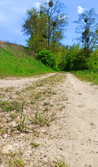 Dirt road surrounded by green fields. Landscape in Lower Silesia area. Beautiful spring in Poland.