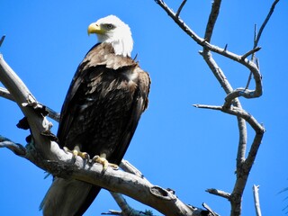 Bald Eagle in Florida