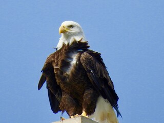 Bald Eagle in Florida