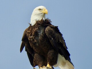 Bald Eagle in Florida