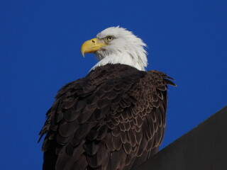 Bald Eagle in Florida