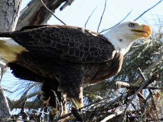 Bald Eagle in Florida