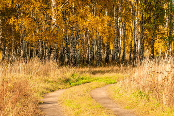 Fototapeta premium Autumn landscape. Golden foliage of trees and a dirt road going into the forest.