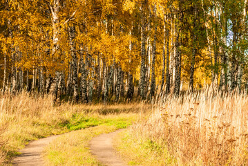 Fototapeta premium Autumn landscape. Golden foliage of trees and a dirt road going into the forest.