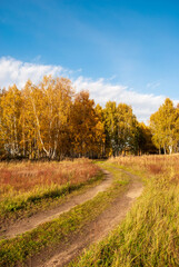 Autumn landscape. Golden foliage of trees and a dirt road going into the forest.