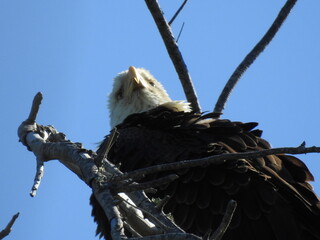 Bald Eagle in Florida