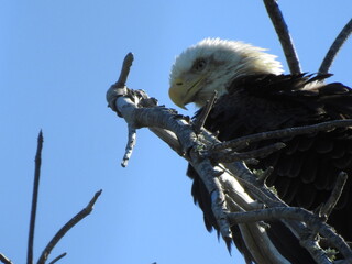 Bald Eagle in Florida