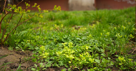 Spring vibrant little green plants on the ground. Small young sprouts. Bright wallpaper.