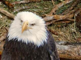 Bald Eagle in Florida