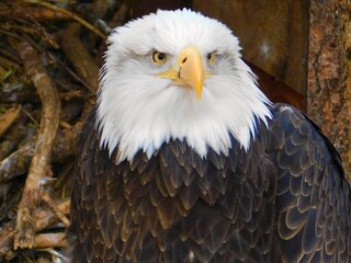 Obraz premium Bald Eagle in Florida