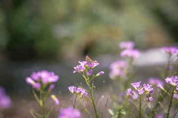 cuckooflower (cardamine pratensis) on the riverbank
