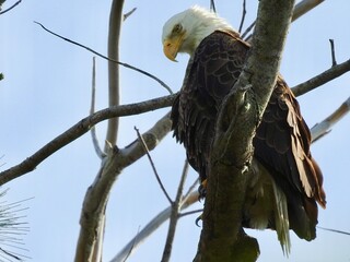 Bald Eagle in Florida