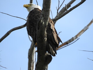 Bald Eagle in Florida