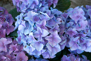 beautiful hydrangea in purple blue and pink © creativcontent