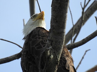Bald Eagle in Florida