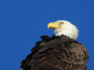 Bald Eagle in Florida