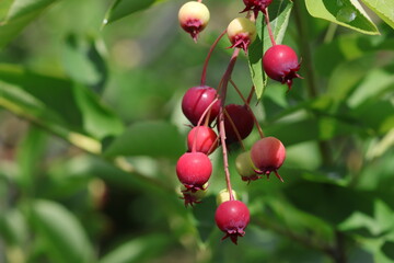 saskatoon berries on a branch with selective focus