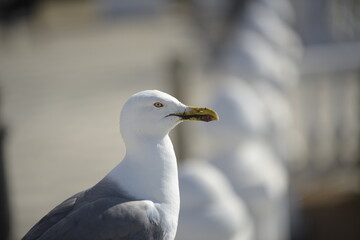 Laretal view of a gull of the species Larus Michahellis typical of the Mediterranean in Spain.