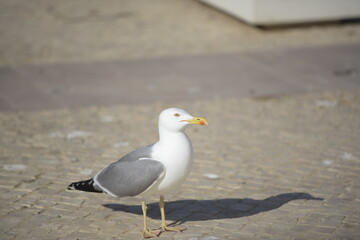 Seagull perched on the ground looking for food.