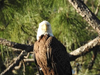 Bald Eagle in Florida