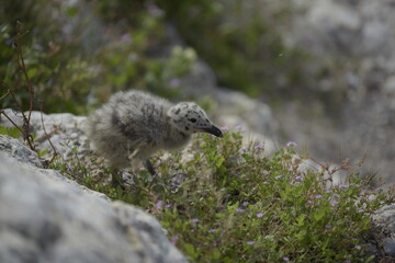Baby gull Larus Michahellis awaits the arrival of its parents to feed.