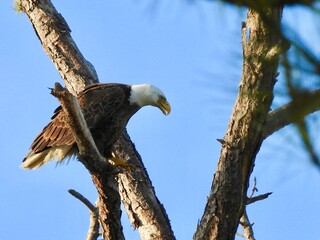 Bald Eagle in Florida