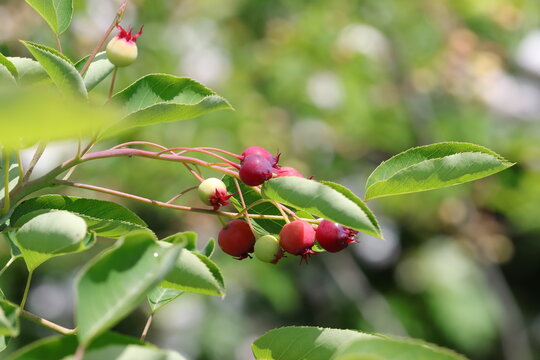 Red Saskatoon  Berries On A Branch