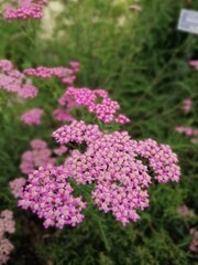 floral background with a blurred background of pink blooming yarrow or achillea on a green backdrop. Flower wallpaper.