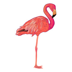 Vector illustration of pink flamingo, isolated on white