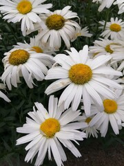 Beautiful white Nivanik flowers or Leucanthemum superbum with a yellow center and white petals similar to daisies. Floral wallpaper.