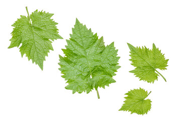 Green grape leaves isolated on a white background