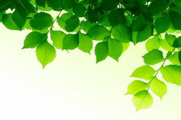 Spring leaves in sunlight