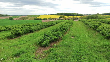 Fototapeta na wymiar Green landscape in Lower Silesia area, currant field and yellow rape fields. Beautiful spring in Poland.