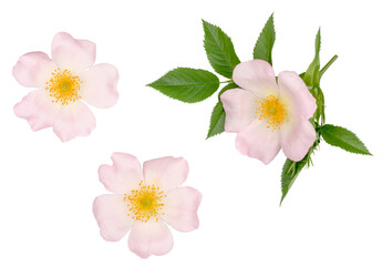 The flowers of briar isolated on white, top view