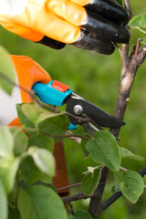 pruning a tree