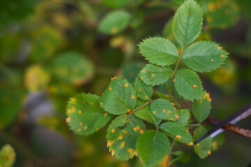 green leaves in spring