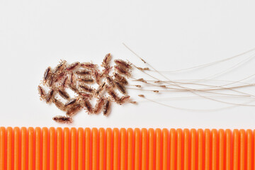 Group of head lice and their nits eggs on a white background with comb - obrazy, fototapety, plakaty