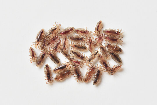 Group of lice on a white background close-up macro