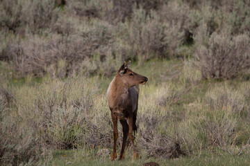 Fototapeta na wymiar Elk in Field near Mammoth Yellowstone